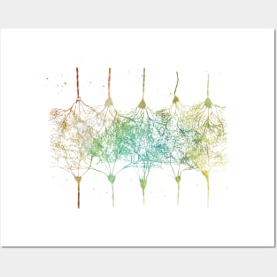 Cortical Neurons Posters and Art